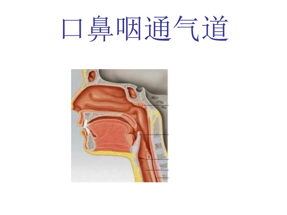 《口鼻咽通气道》PPT课件_第1页