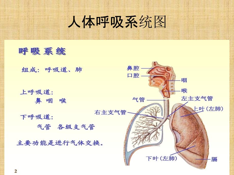 人体呼吸系统图_第1页