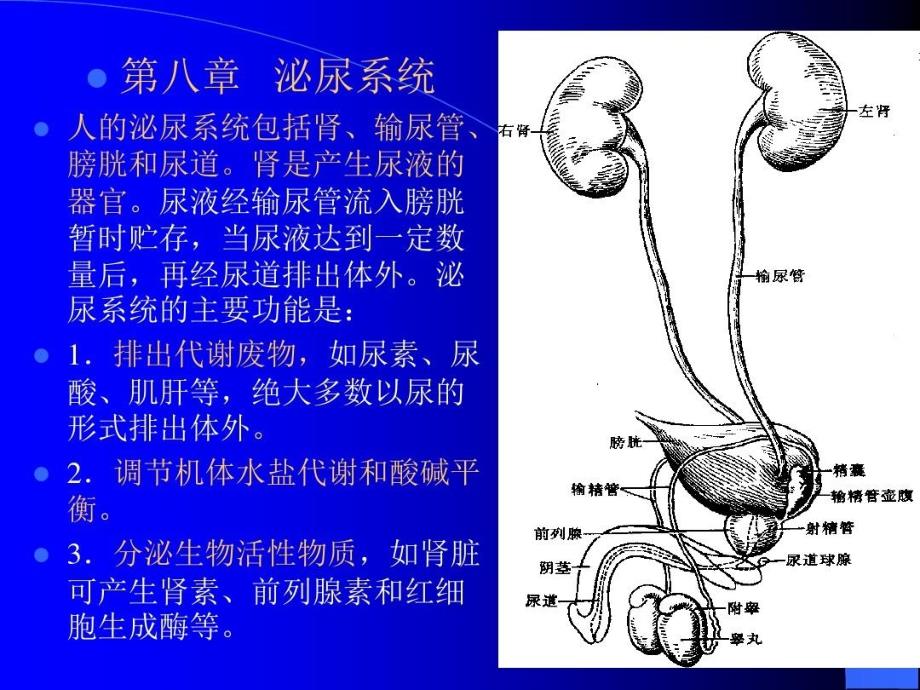 组织学与解剖学泌尿系统课件_第1页