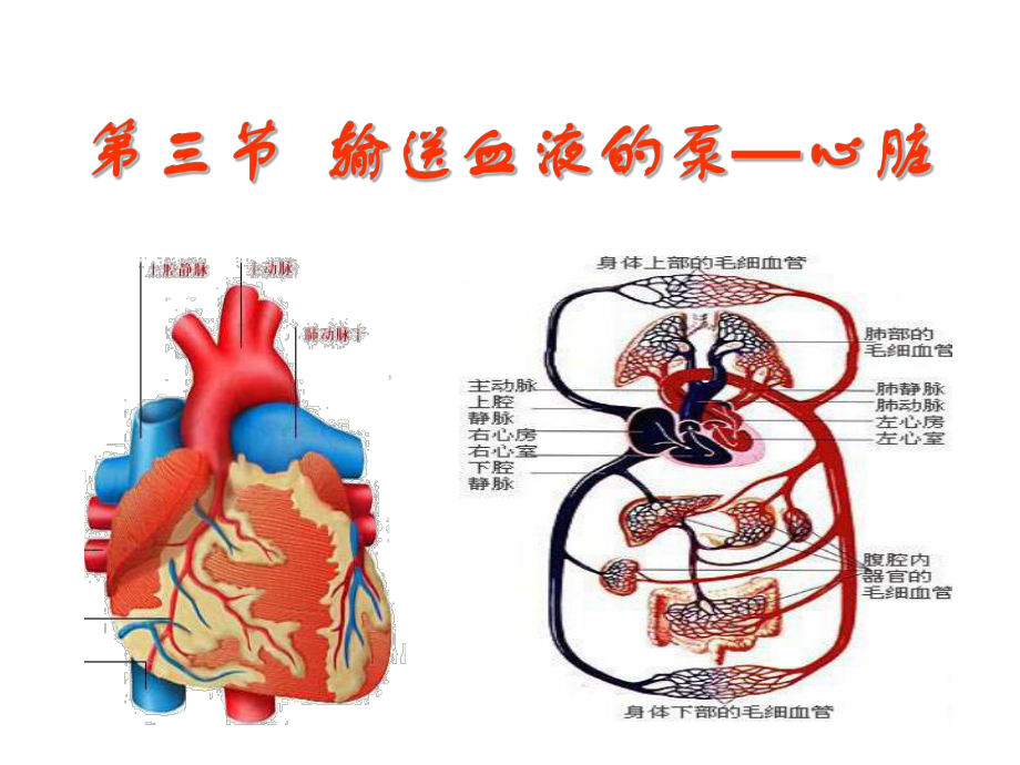 心脏和血液循环我_第1页