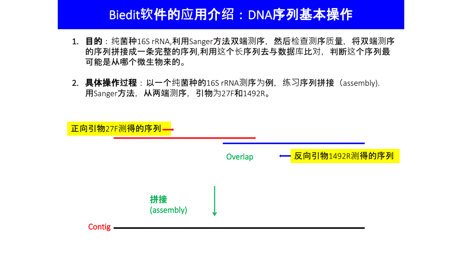 Bioedit操作指南_第1页