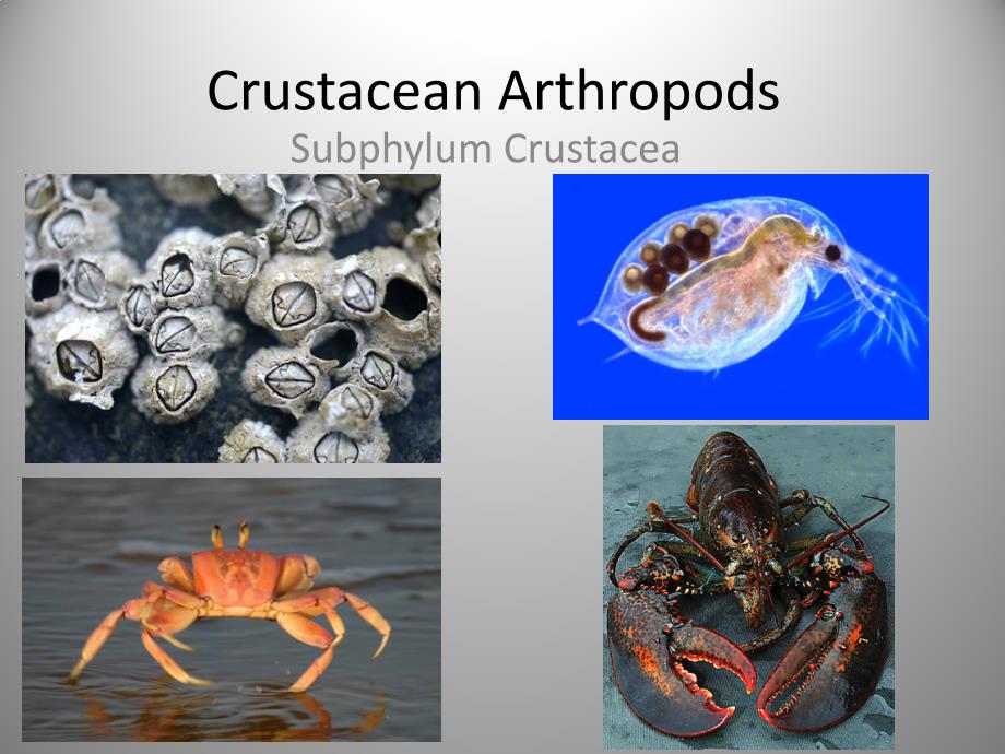 Lab5b-CrustaceanArthropods甲壳动物亚门_第1页