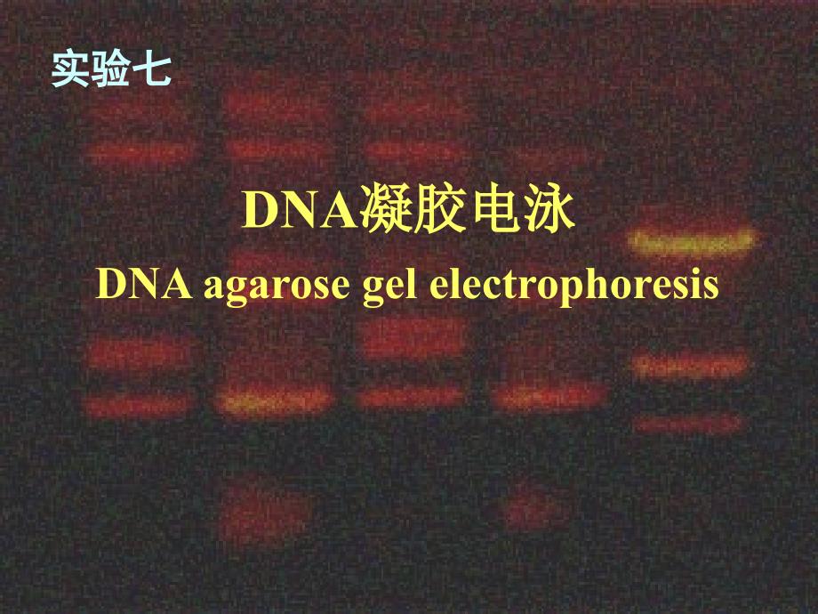 DNA电泳实验步骤_第1页