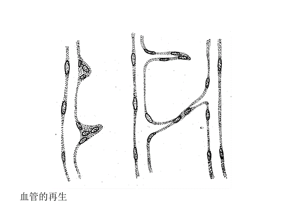 《毛细血管再生》PPT课件_第1页