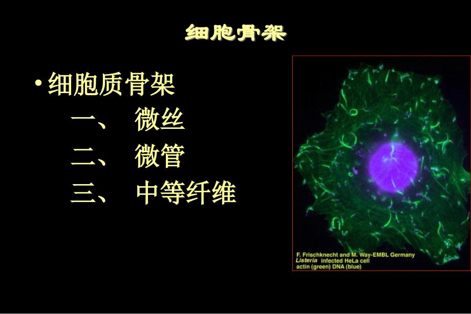 《生物微丝》PPT课件_第1页