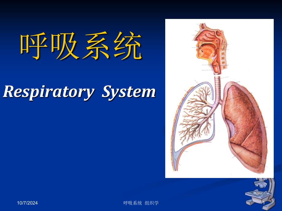 组织学与胚胎学-呼吸系统说课讲解课件_第1页