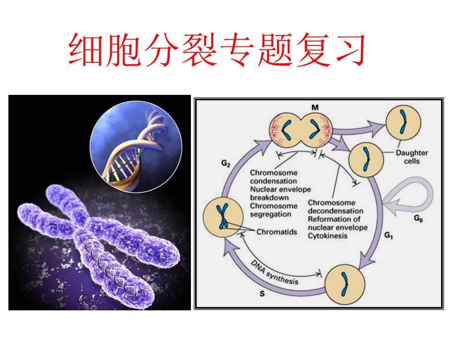 《细胞增殖复习》PPT课件_第1页