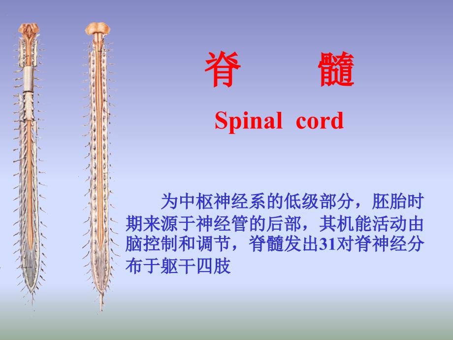 《脑神经系统脊髓》PPT课件_第1页