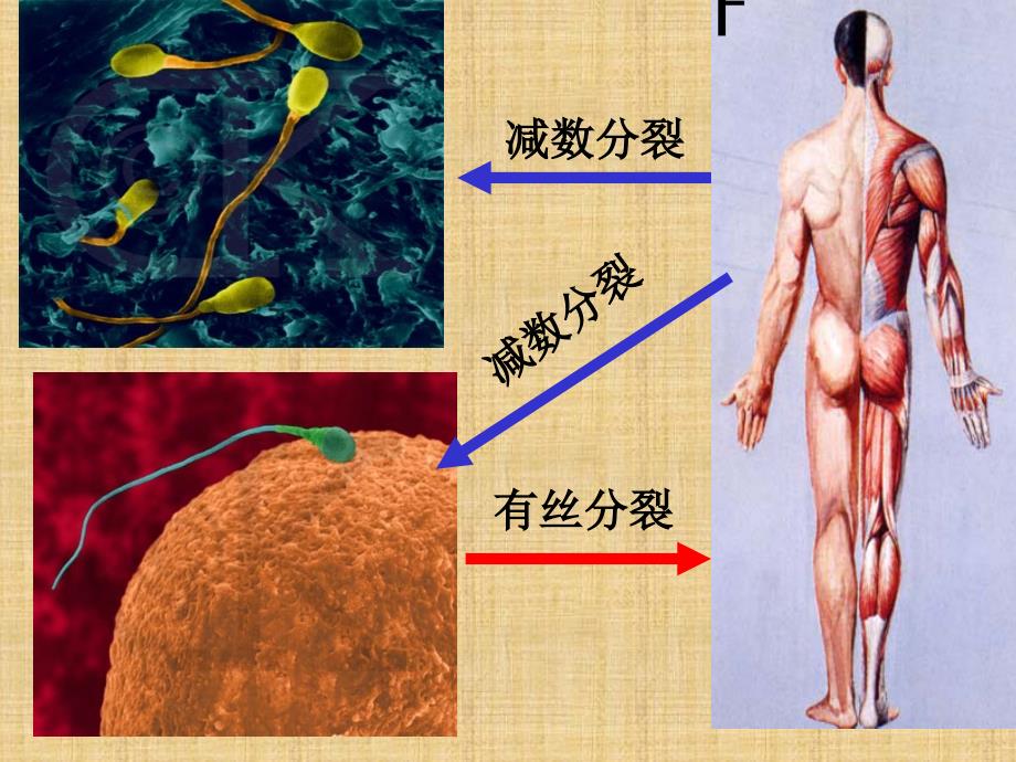 高中生物生物的减数分裂ppt课件_第1页