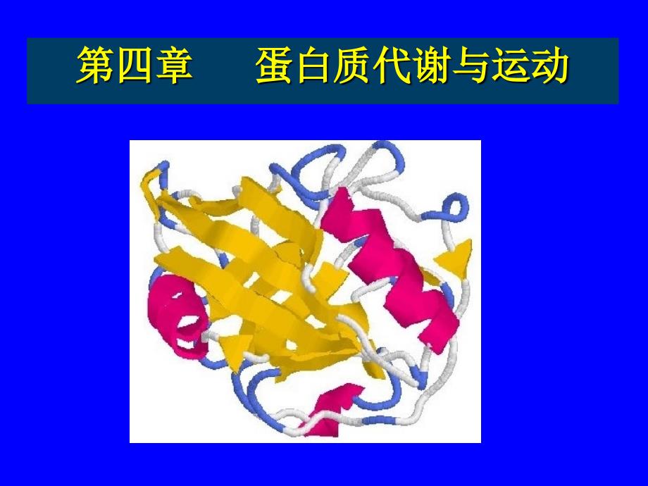 《蛋白质代谢与运动》PPT课件_第1页