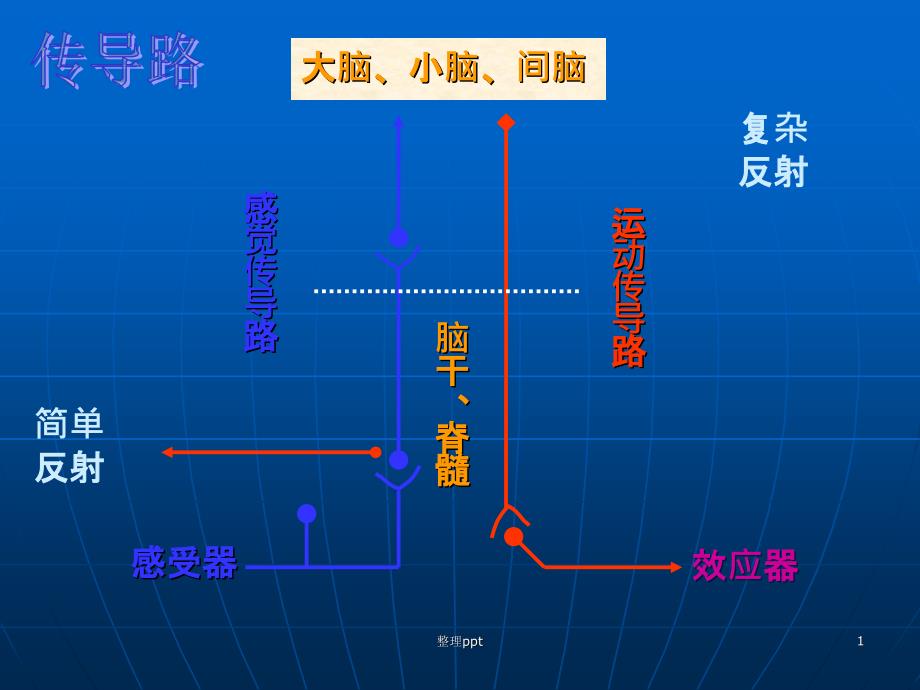 神经传导路定位诊断课件_第1页