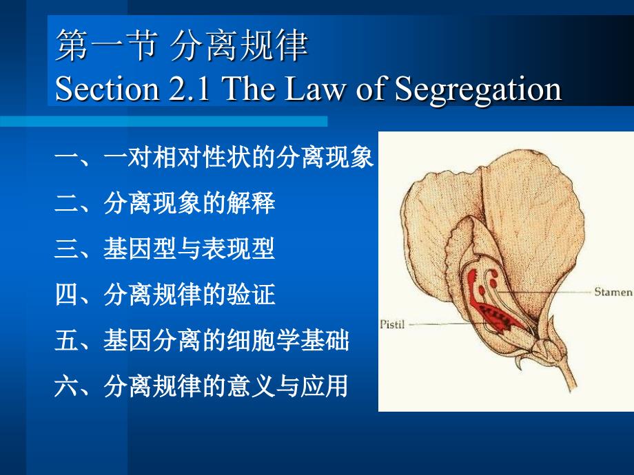 医学遗传学第三章第一节分离规律_第1页