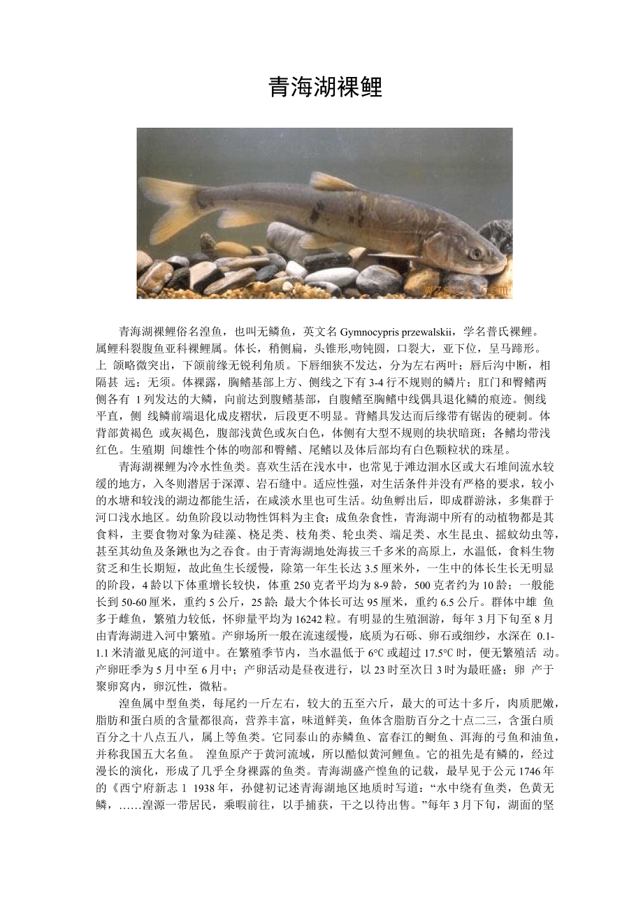 青海湖裸鲤_第1页