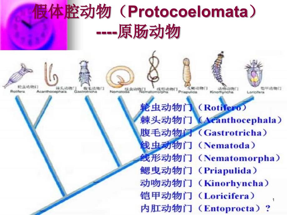 《假体腔动物五》PPT课件_第1页