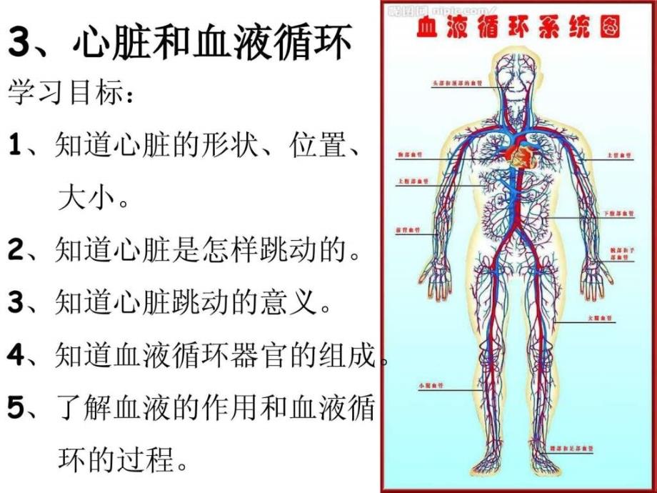 《血液循环系统》PPT课件_第1页