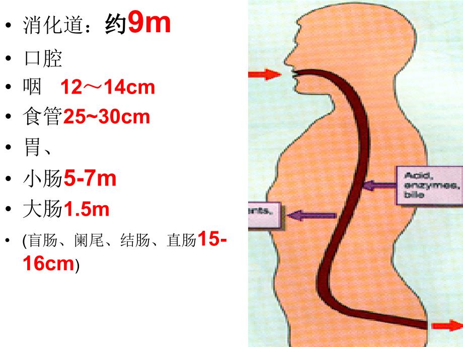 2章消化道生理 - 复件_第1页