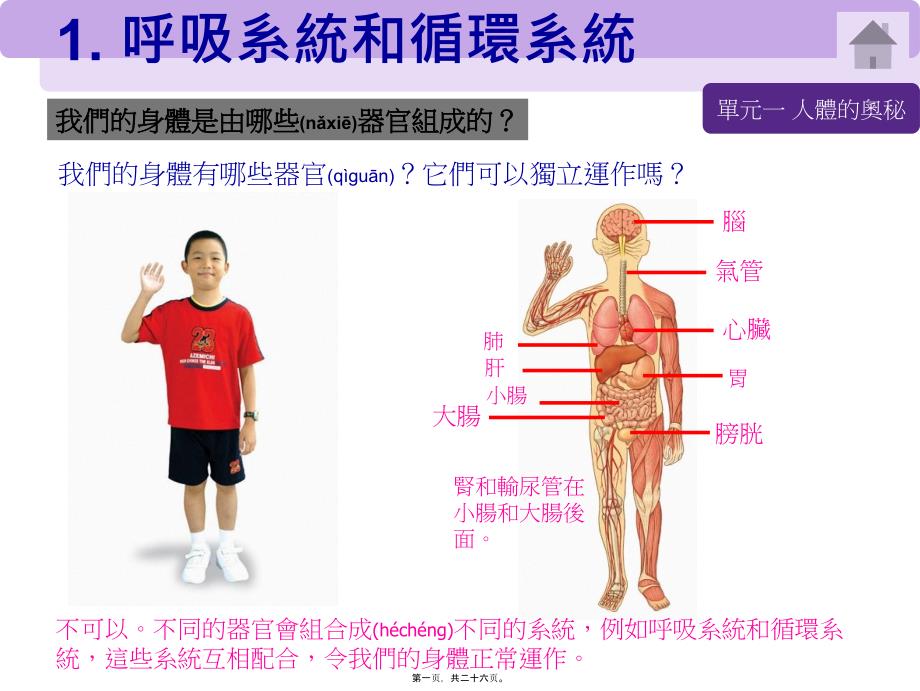 2022年醫(yī)學(xué)專題—呼吸系統(tǒng)和循環(huán)系統(tǒng)_第1頁