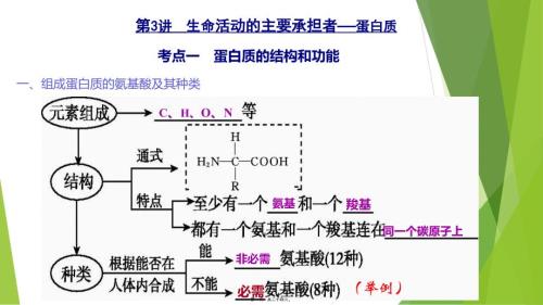 生命活動(dòng)的主要承擔(dān)者——蛋白質(zhì)