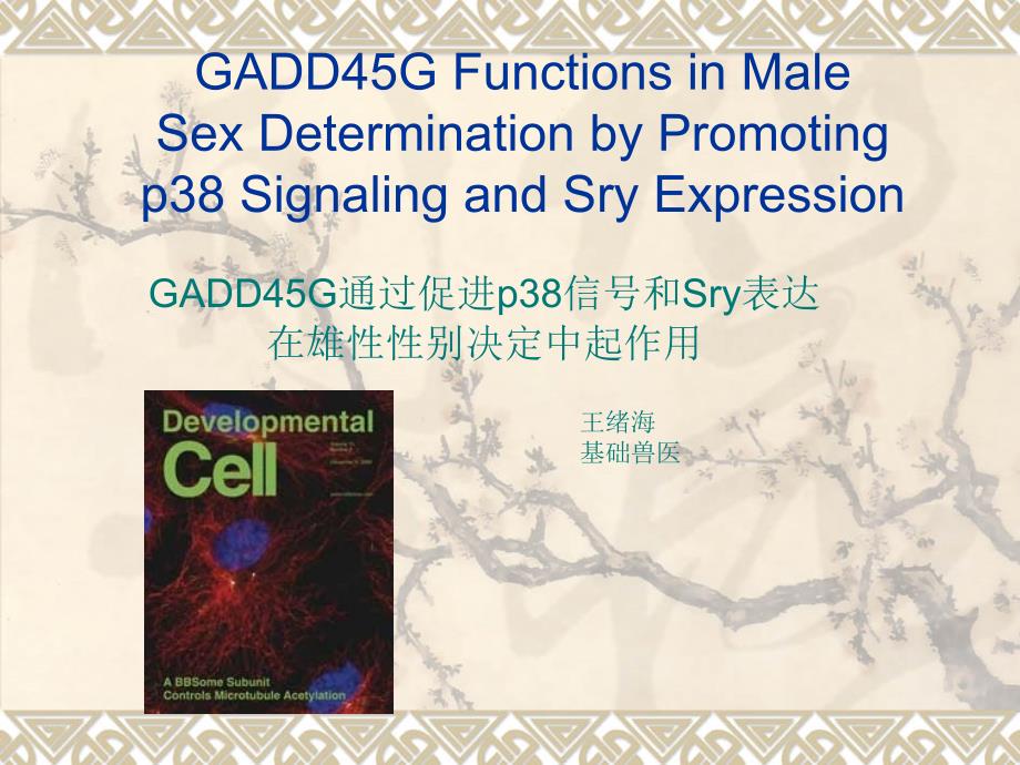 GADD45G在雄性性别决定中的功能_第1页