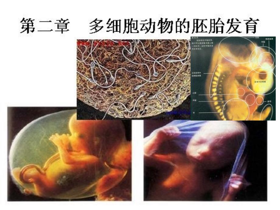 动物生物学多细胞动物的胚胎发育_第1页