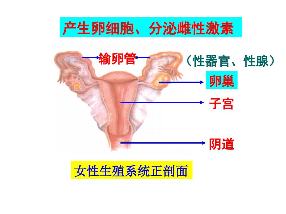 人类的生殖和发育_第1页