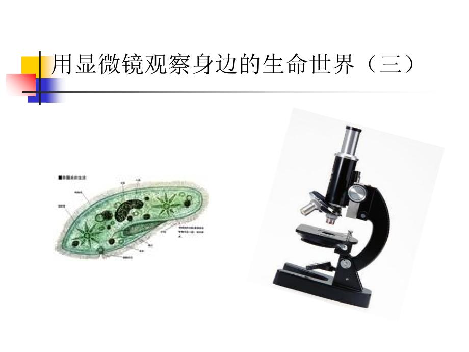 《用显微镜观察身边的生命世界(三)》微小世界课件_第1页