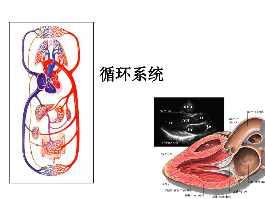 循环系统(解剖结构)_第1页