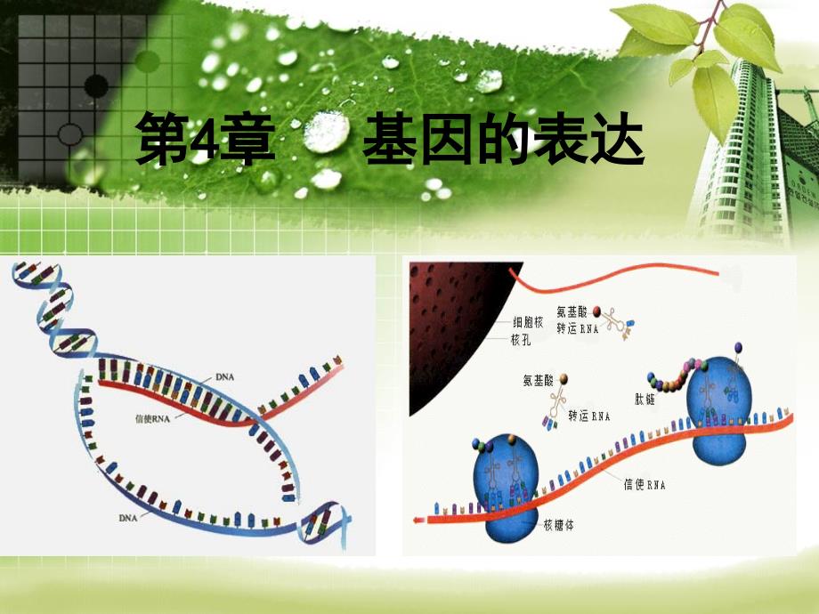 基因指导蛋白质的合成(公开课课件)_第1页