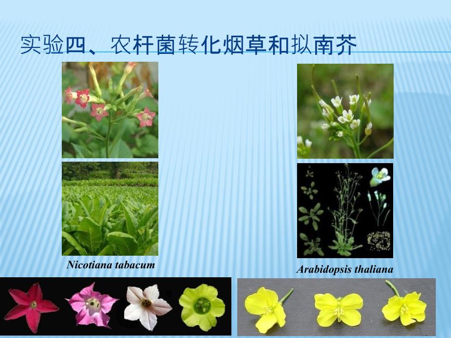 实验农杆菌转化烟草和拟南芥_第1页