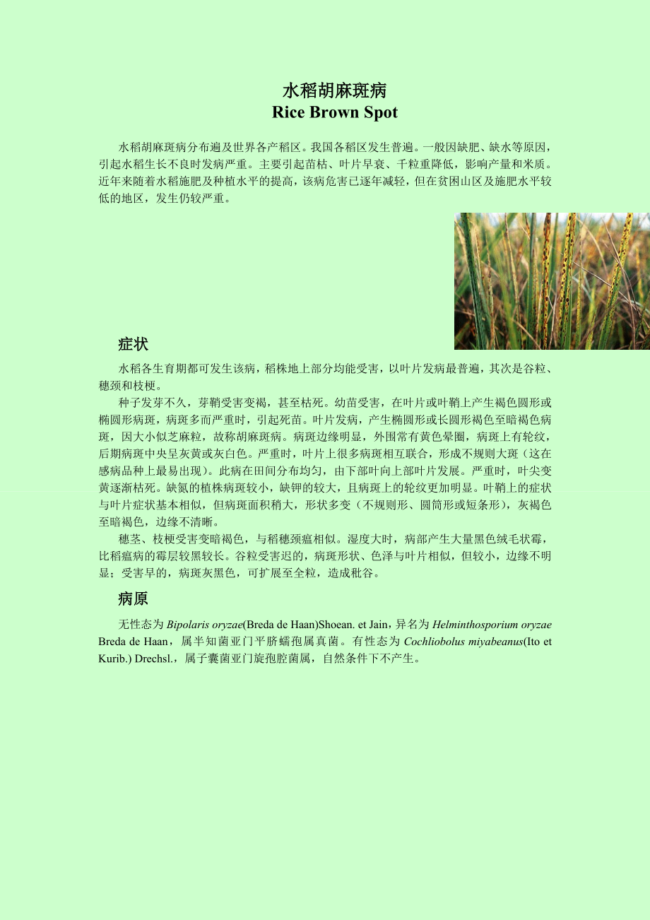 水稻胡麻斑病_第1页