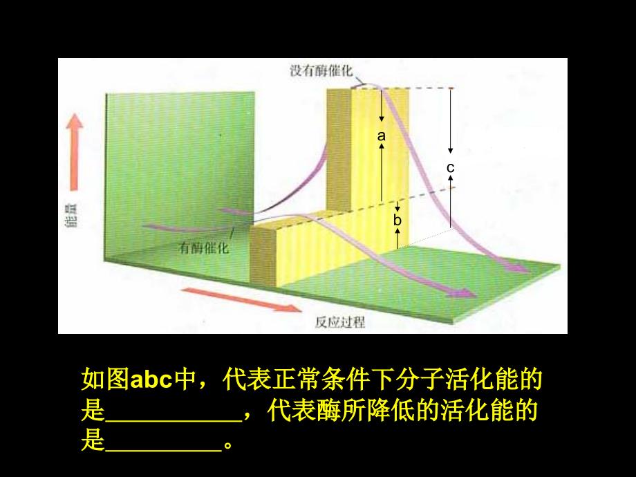 有关酶的探究实验_第1页