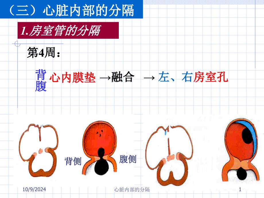 心脏内部的分隔_第1页