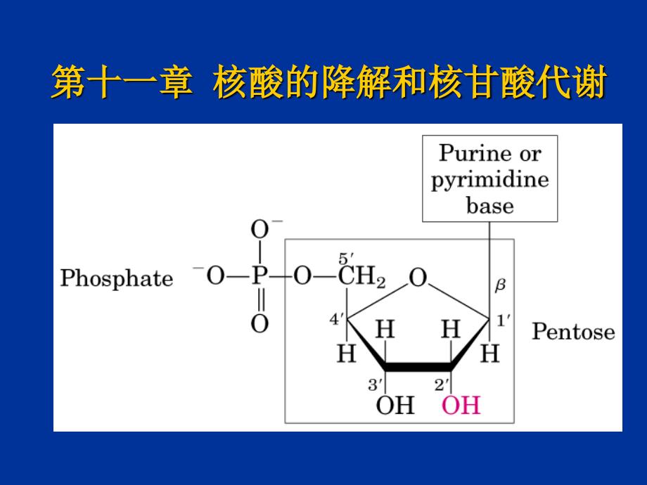 核酸的降解和核甘酸代谢_第1页