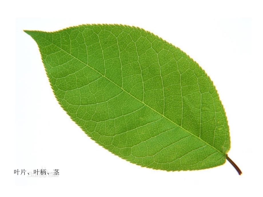 小班教學(xué)活動(dòng)落葉飄飄主題黃樹(shù)葉、紅樹(shù)葉_第1頁(yè)