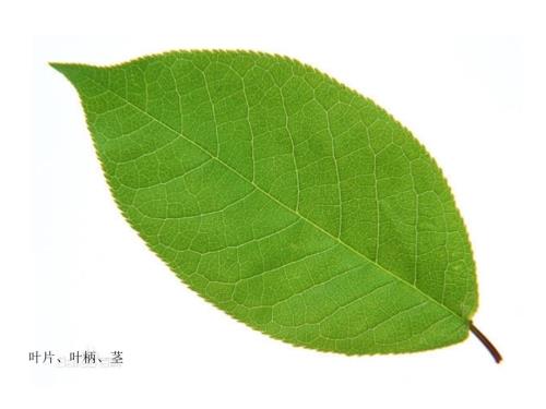 小班教學(xué)活動(dòng)落葉飄飄主題黃樹(shù)葉、紅樹(shù)葉