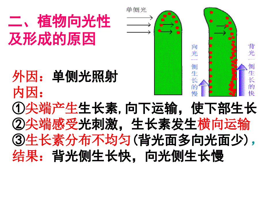 生长素的生理作用_第1页