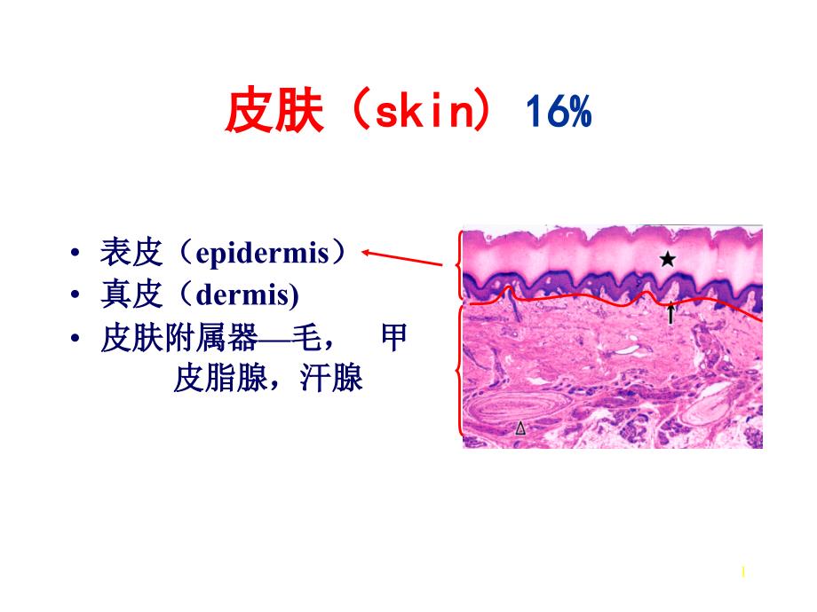 组织学与胚胎学-皮肤PPT_第1页