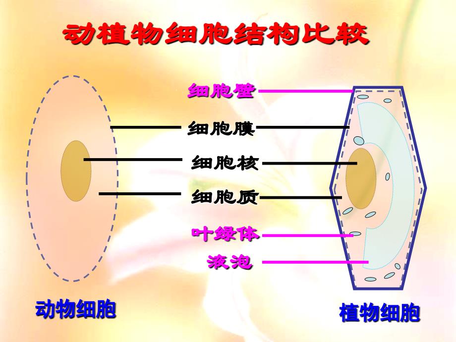 细胞的生活人教版七年级_第1页