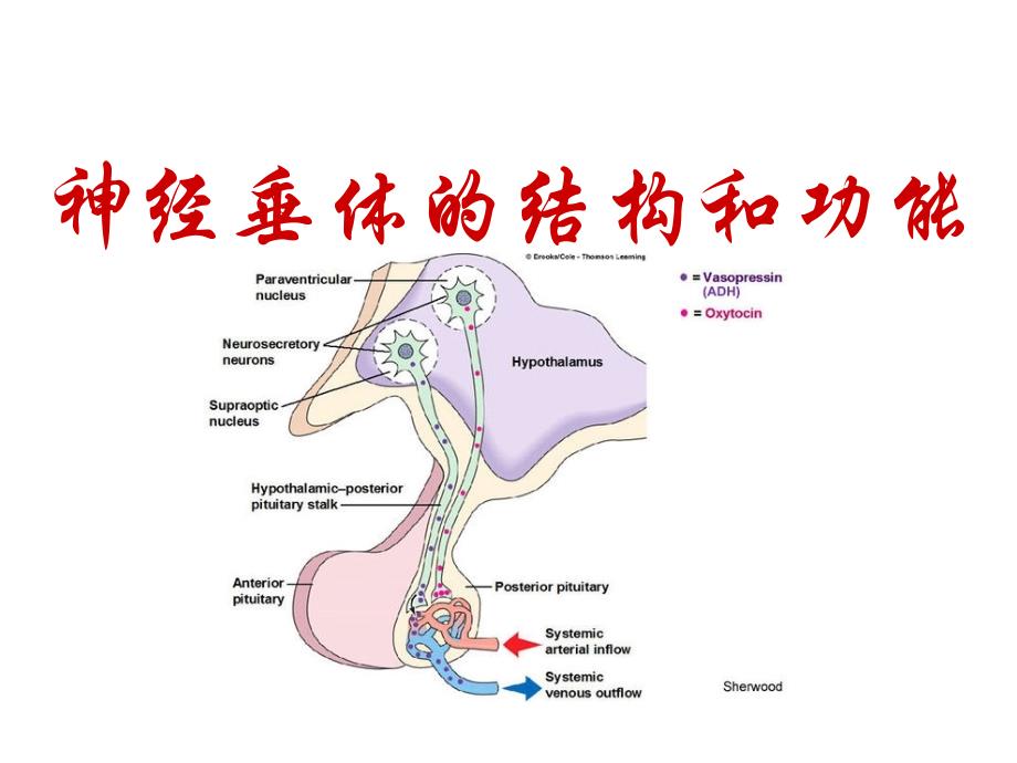 脑垂体的结构和功能_第1页