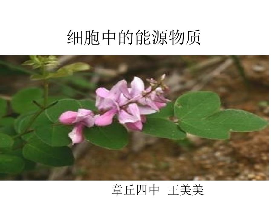 中图版第一节细胞中的能源物质_第1页