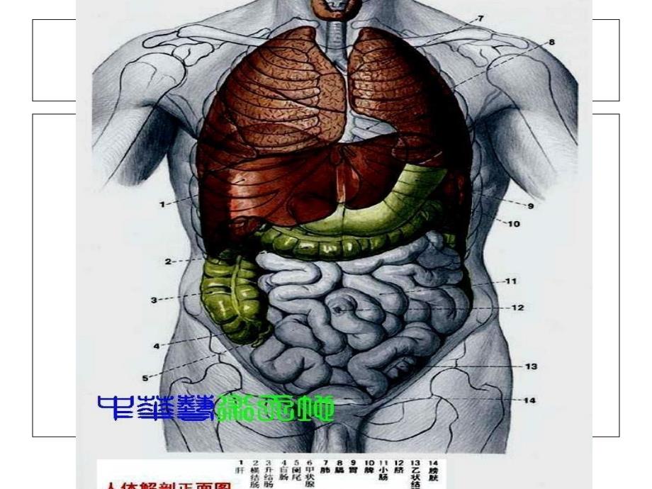 人体内脏结构图_第1页