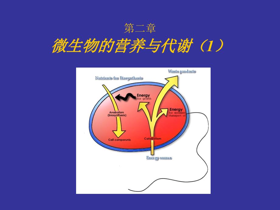 微生物营养和代谢_第1页