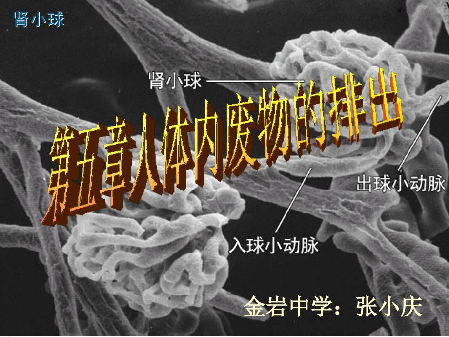 人体内废物的排出_第1页