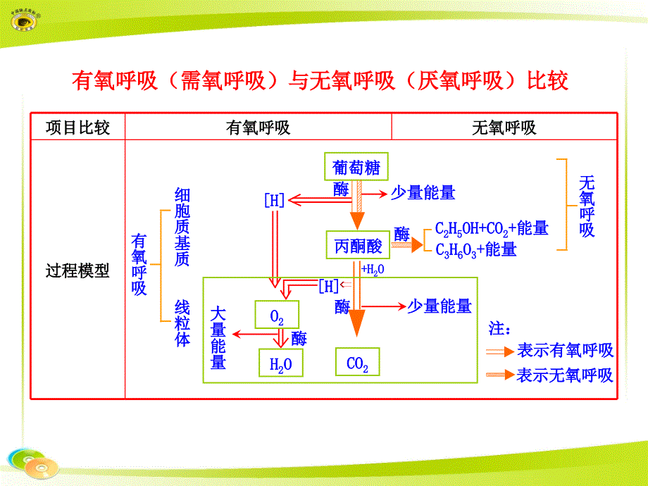 有氧呼吸(需氧呼吸)与无氧呼吸(厌氧呼吸)比较_第1页