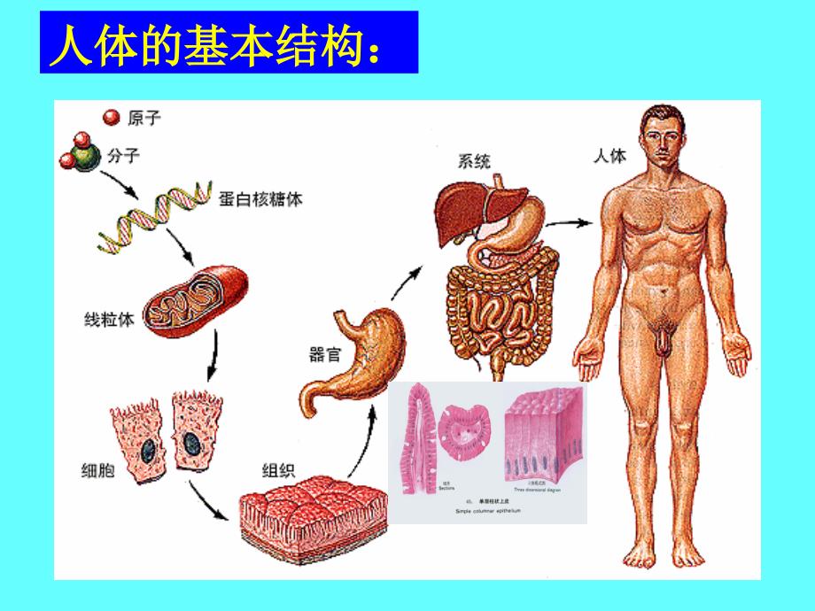 人体基本结构概述_第1页