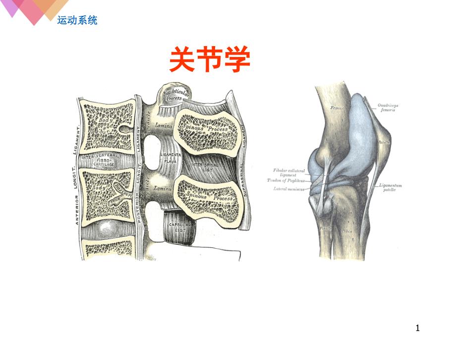 正常人體解剖學(xué)ppt參考課件_第1頁(yè)