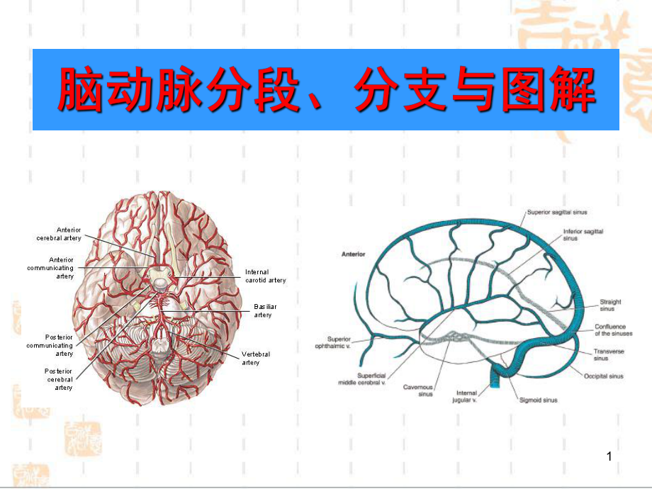 脑动脉分段、分支与图解_第1页