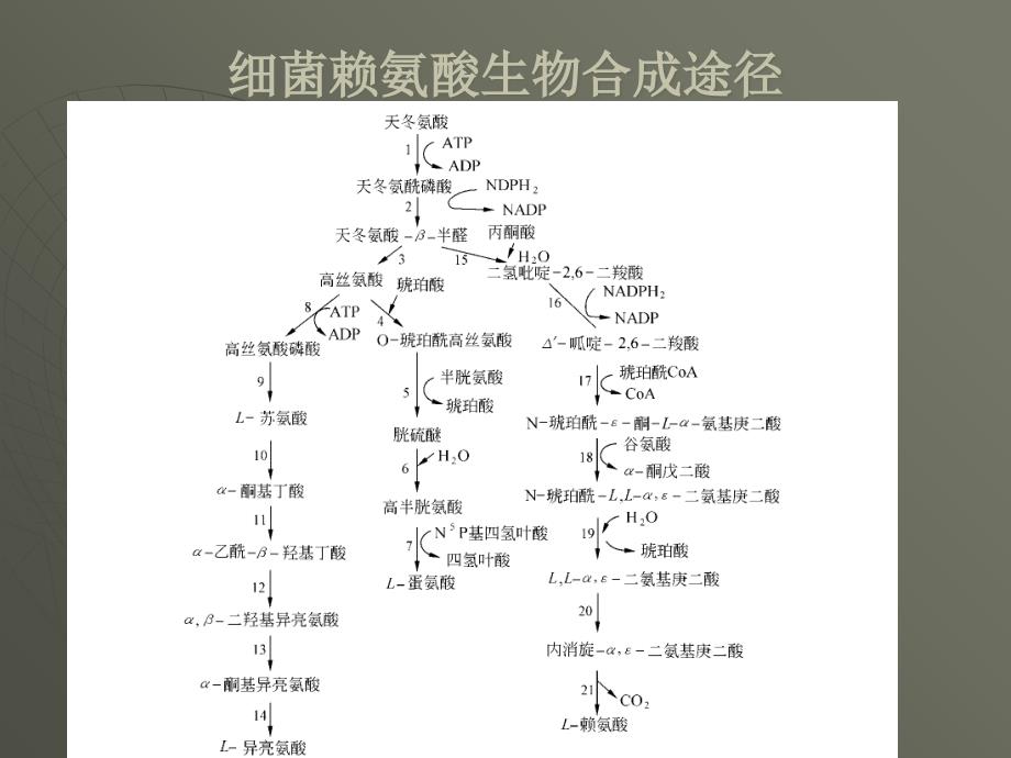 发酵机制-赖氨酸发酵机制13-14节_第1页