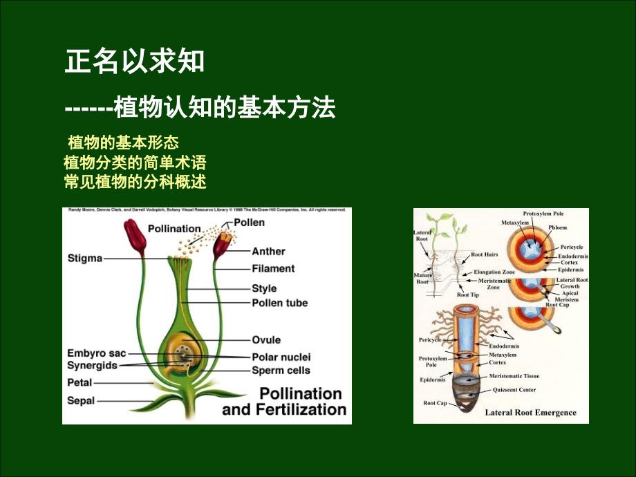 植物认知的基本方法_第1页