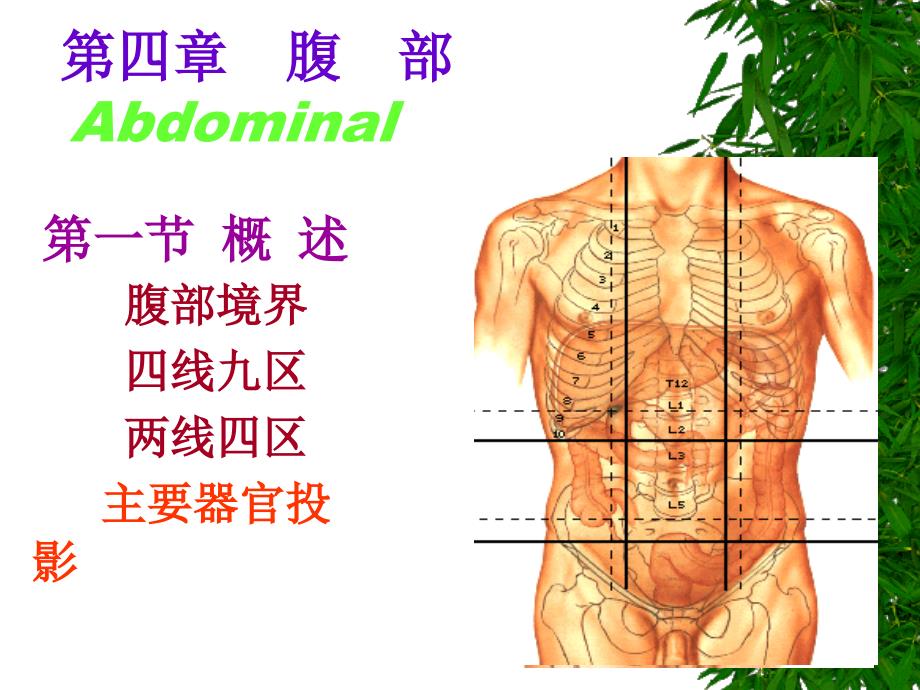 腹壁解剖汇总ppt课件_第1页